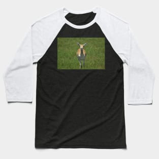 Blackbuck Baseball T-Shirt